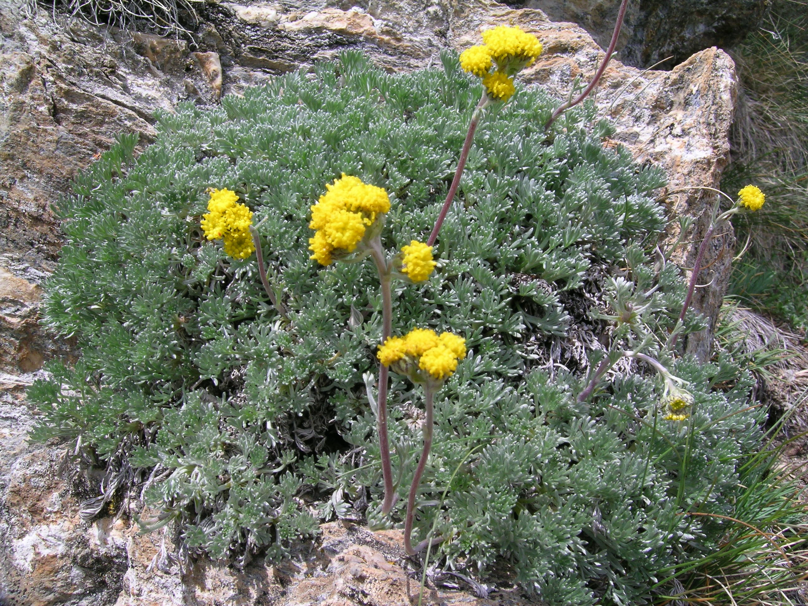 Artemisia glacialis